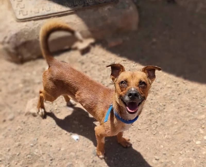 Aurelio, male mixed breed for adoption at La Huella Roja Almería
