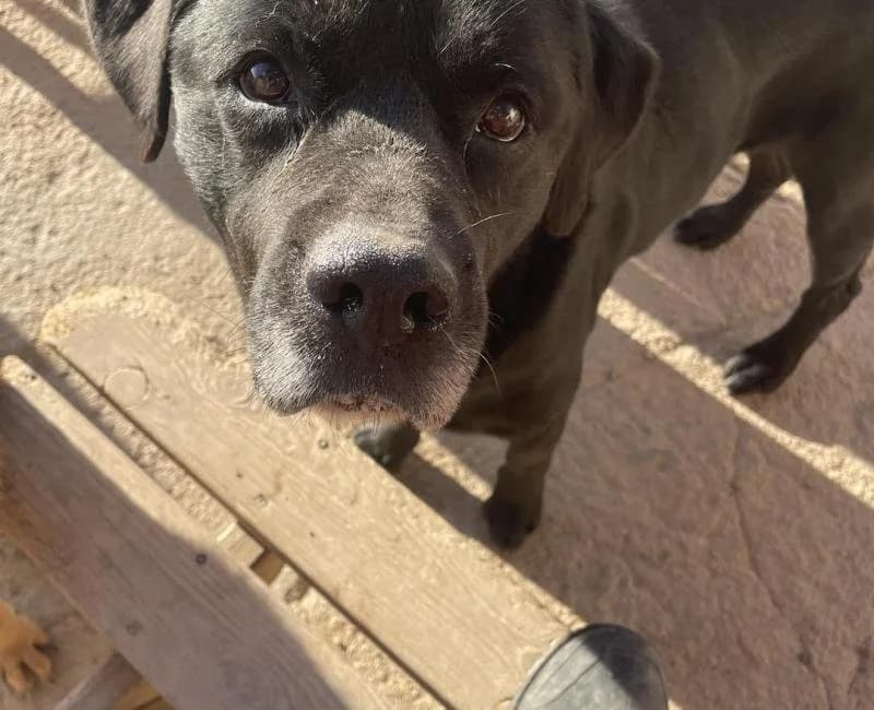 Cabezón, male mixed breed for adoption at La Huella Roja Almería