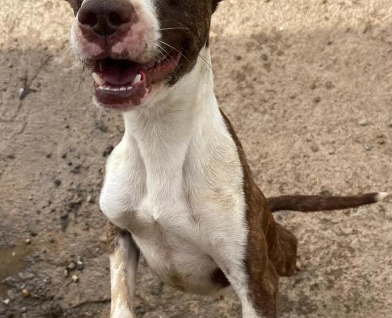 CAMPANADA, female mixed breed for adoption at La Huella Roja Almería