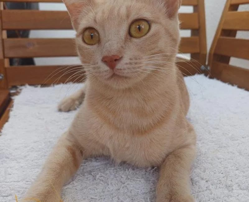Carmencita, female mixed breed for adoption at La Huella Roja Almería