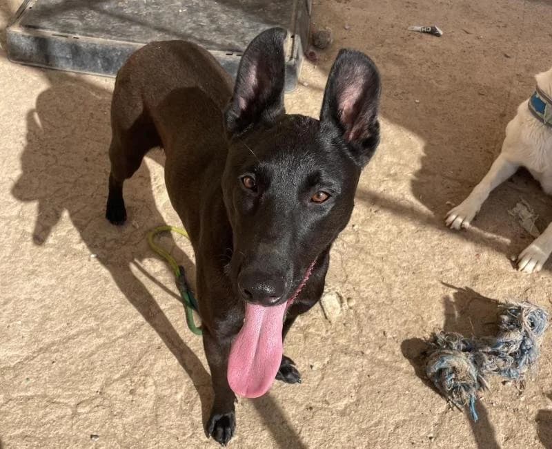 Chocolate, male mixed breed for adoption at La Huella Roja Almería