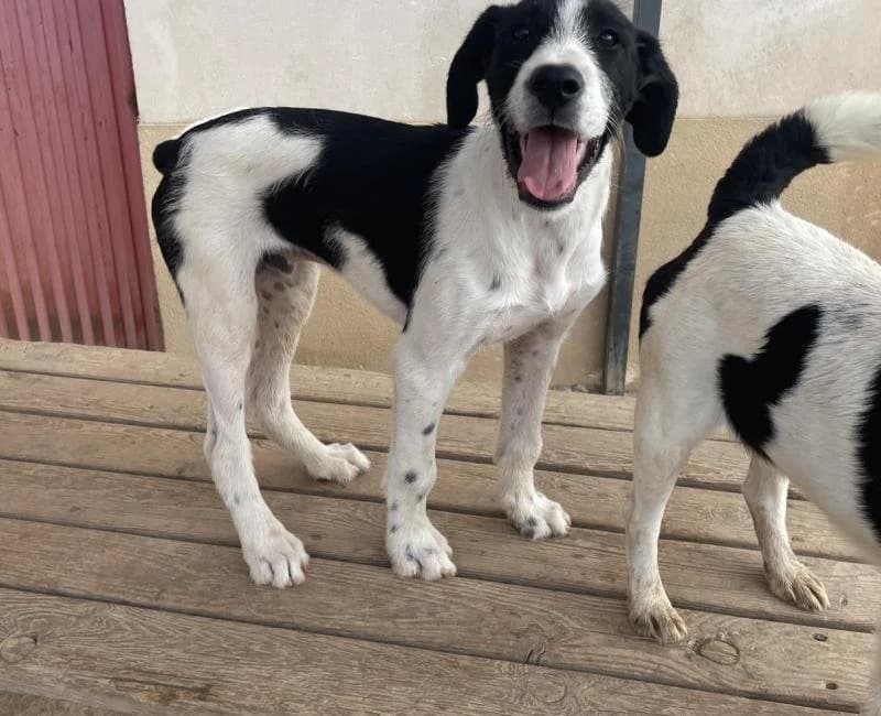 Dimitri, male mixed breed for adoption at La Huella Roja Almería