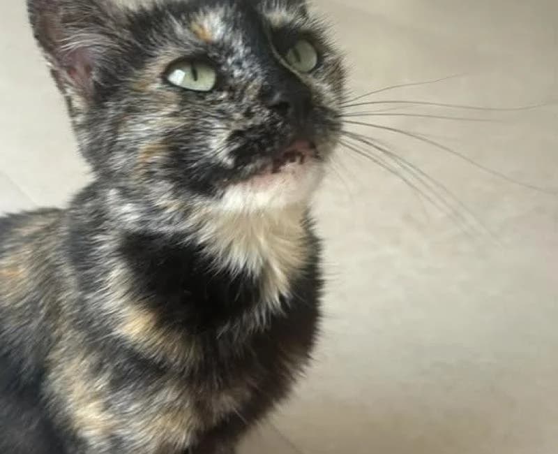 FLAMENCA, female mixed breed for adoption at La Huella Roja Almería