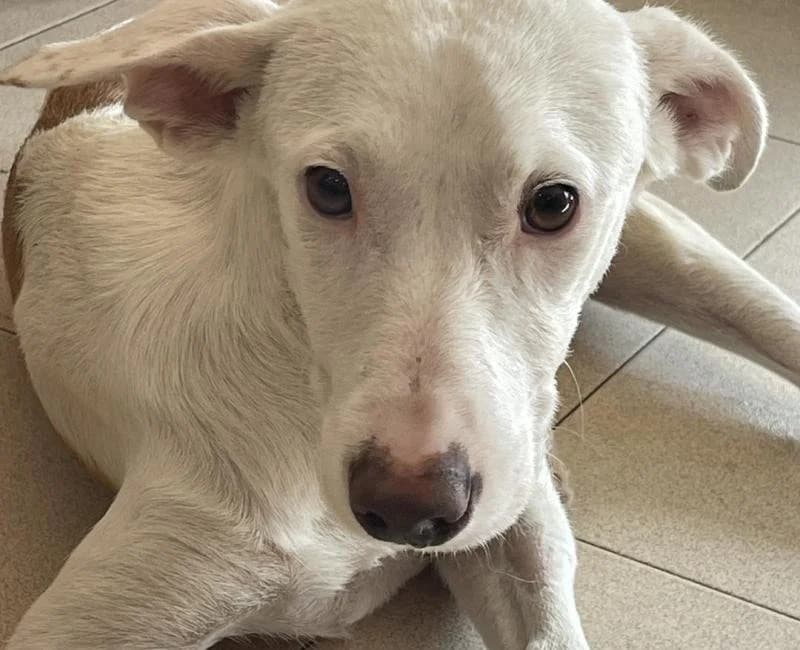 GLADIATOR, male mixed breed for adoption at La Huella Roja Almería
