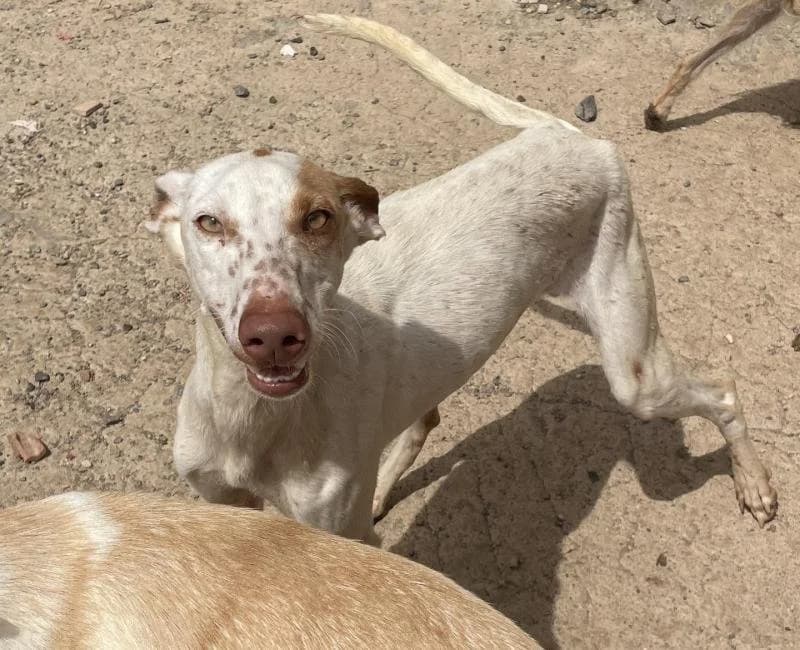 Garbanzo, male mixed breed for adoption at La Huella Roja Almería