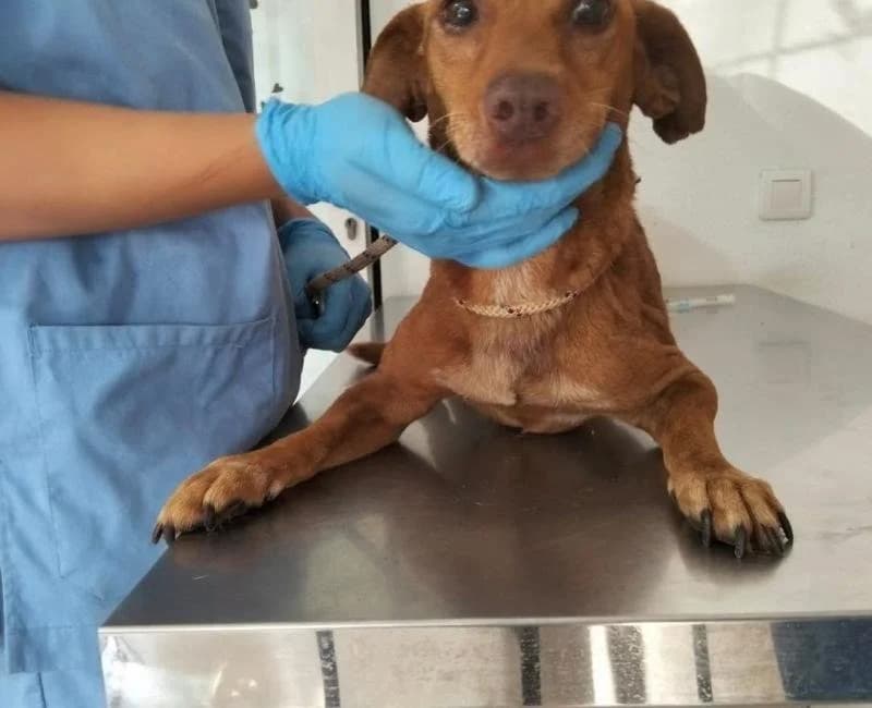 HADES, male mixed breed for adoption at La Huella Roja Almería