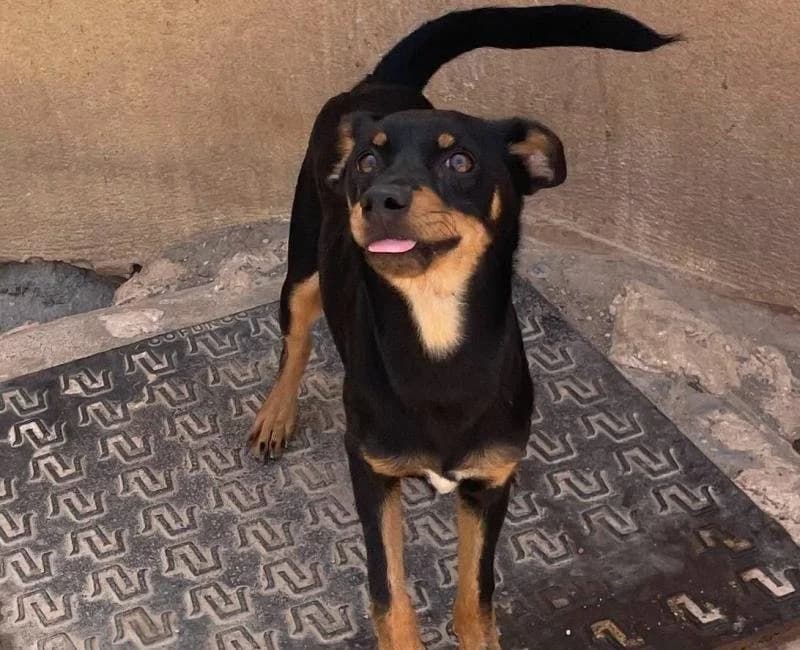 HERCULES, male mixed breed for adoption at La Huella Roja Almería