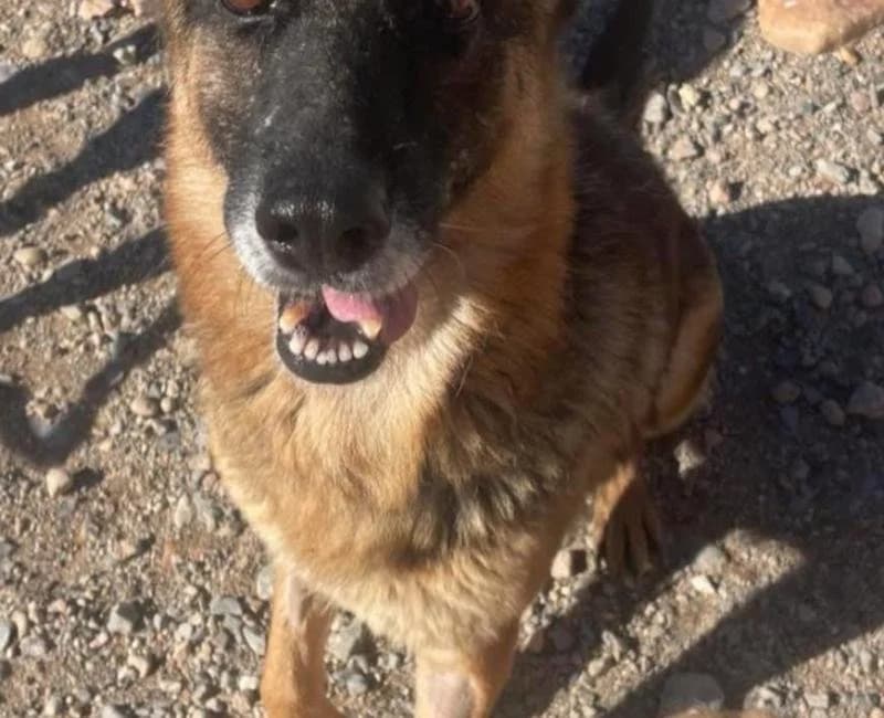 Lira, female German Shepherd for adoption at La Huella Roja Almería
