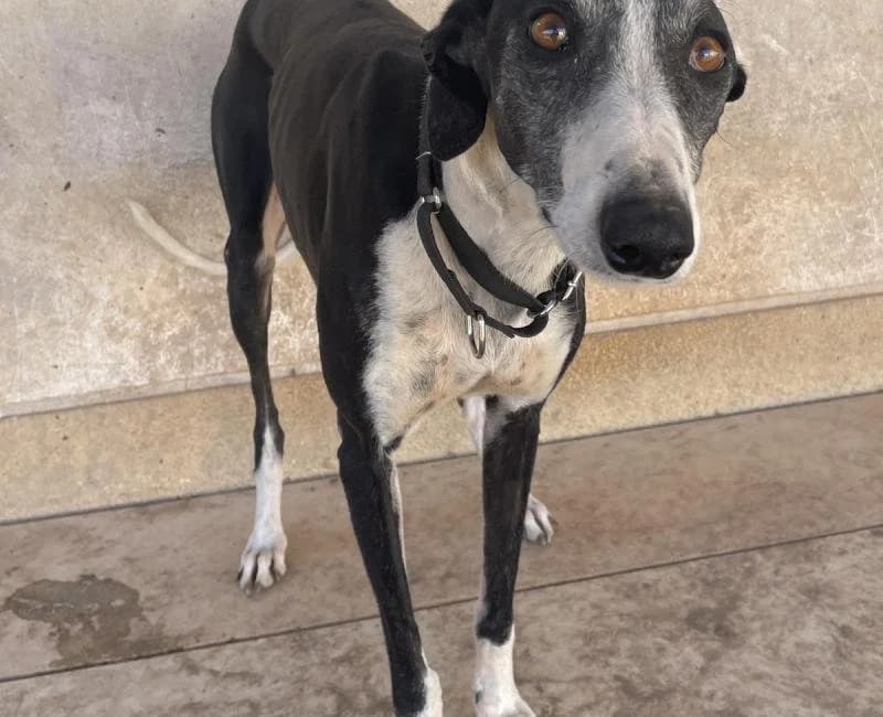 LUCILLA, female Galgo Español for adoption at La Huella Roja Almería