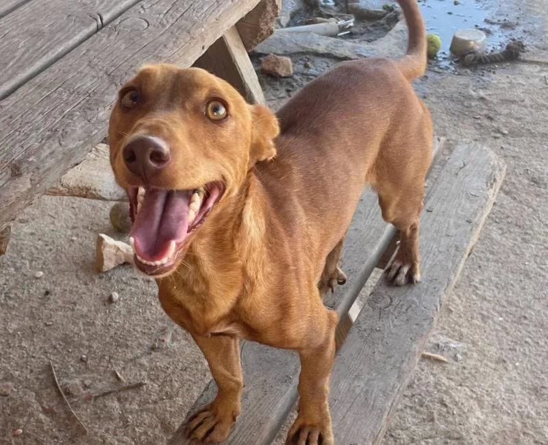 MACHIN, male Podenco for adoption at La Huella Roja Almería