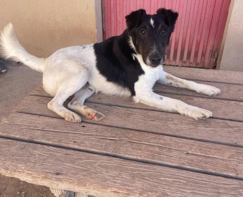 PARODYADO, male mixed breed for adoption at La Huella Roja Almería