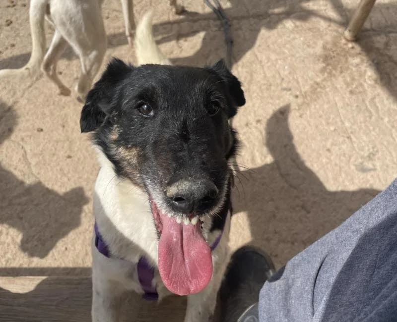 Pascual, male mixed breed for adoption at La Huella Roja Almería