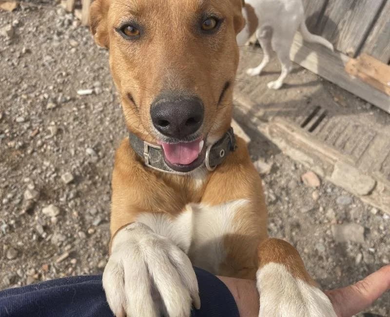 Pistacho, male mixed breed for adoption at La Huella Roja Almería