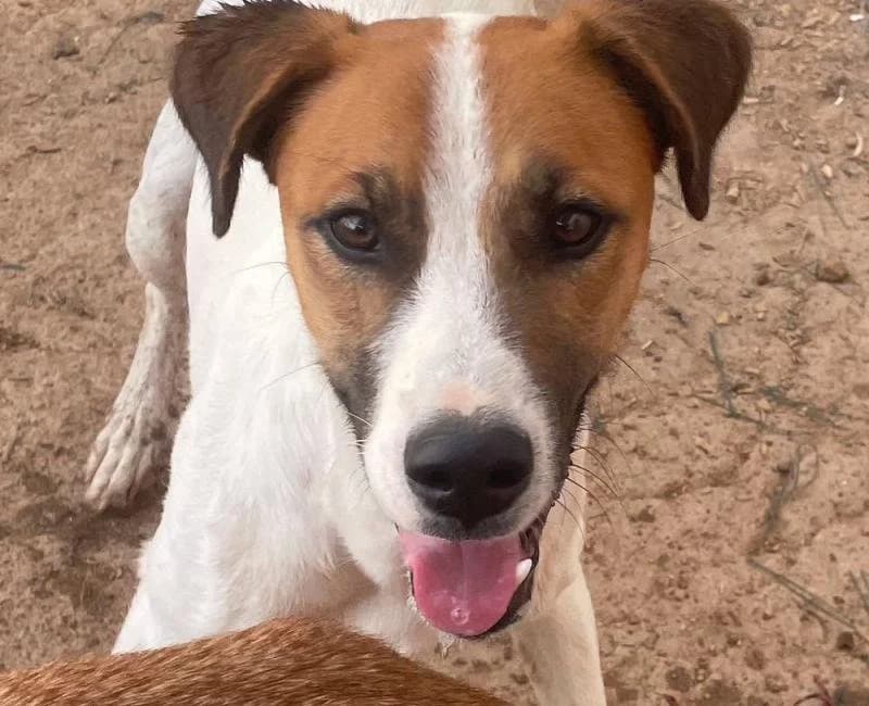 Popeye, male mixed breed for adoption at La Huella Roja Almería