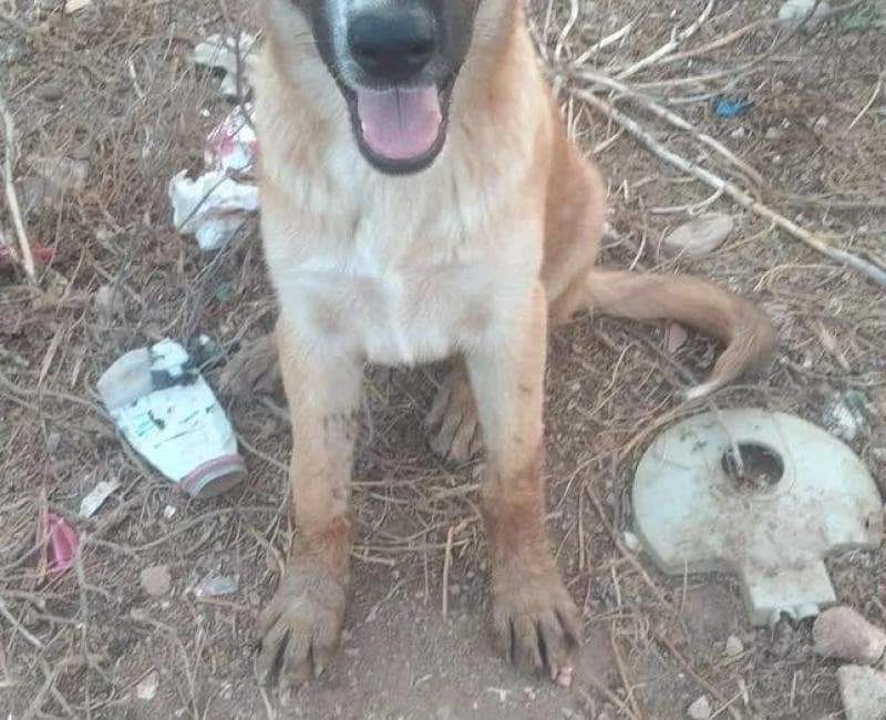 RONALDINHO, male mixed breed for adoption at La Huella Roja Almería