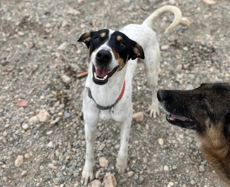 Rasputin, male mixed breed for adoption at La Huella Roja Almería