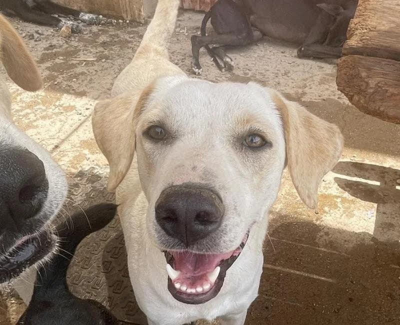 SPINELLI, female mixed breed for adoption at La Huella Roja Almería