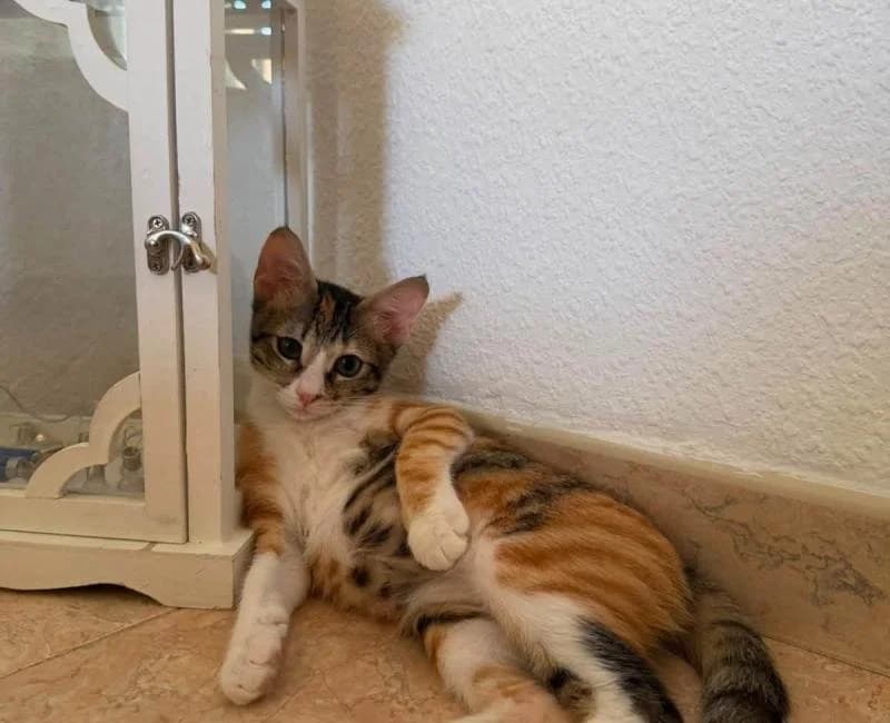 ANNA, female mixed breed for adoption at La Huella Roja Almería