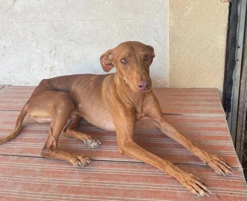Buenafuente, male puppy Podenco for adoption at La Huella Roja Almería