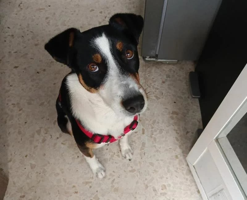 Cora, female mixed breed for adoption at La Huella Roja Almería