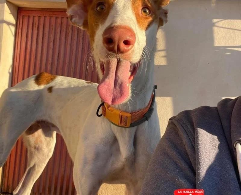 Corso, male puppy Podenco for adoption at La Huella Roja Almería