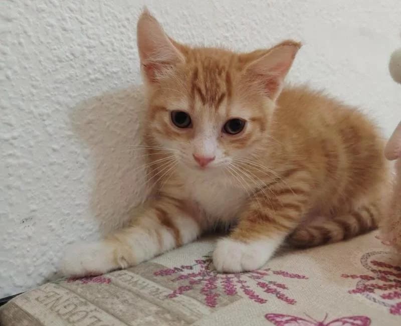Elsa, female mixed breed for adoption at La Huella Roja Almería