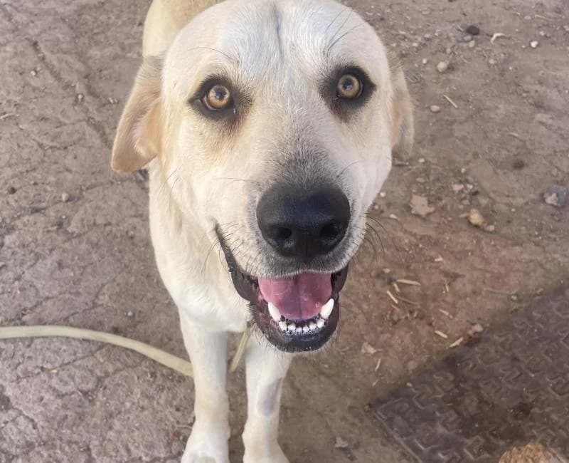 Lio, male mixed breed for adoption at La Huella Roja Almería