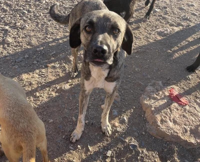 Mark, male puppy mixed breed for adoption at La Huella Roja Almería