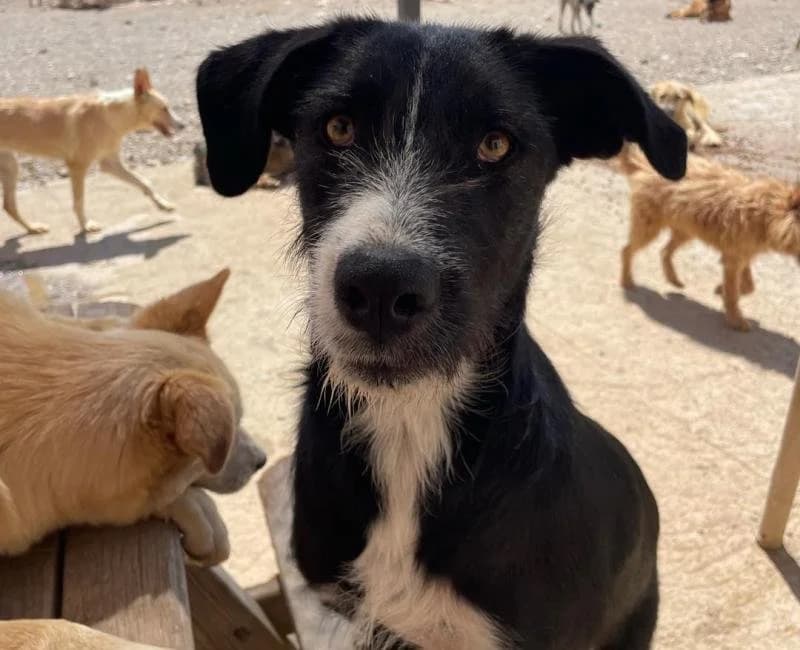 Merlina, female 3yo mixed breed for adoption at La Huella Roja Almería