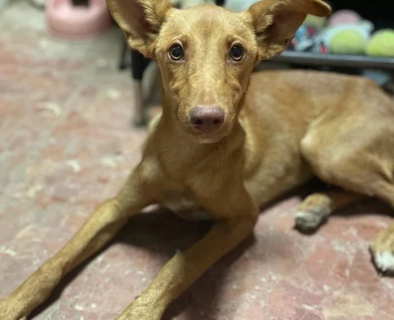 Olivia, female mixed breed for adoption at La Huella Roja Almería