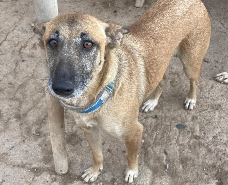 Sofia, female mixed breed for adoption at La Huella Roja Almería