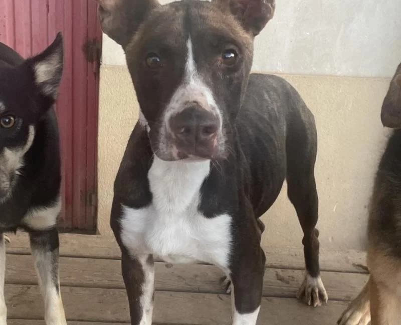 UVA, female mixed breed for adoption at La Huella Roja Almería