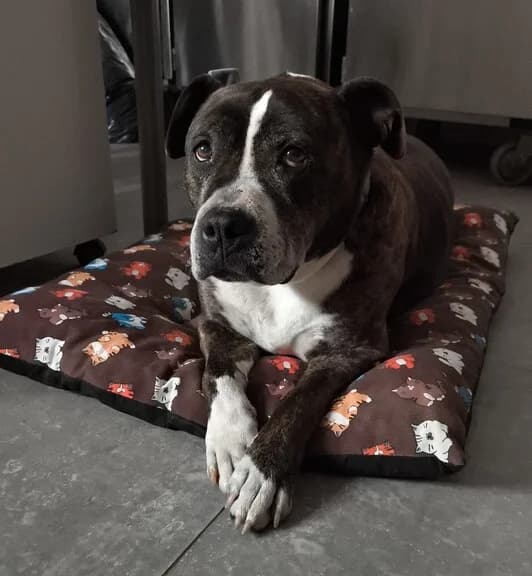 Back, male Mixed Breed for adoption at Huellas Callejeras