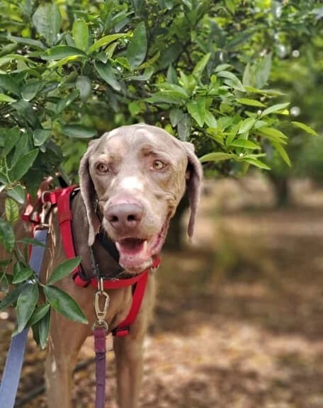 Baruk, male 4yo Mixed Breed for adoption at Huellas Callejeras