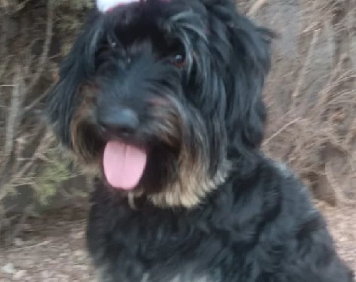 BONO, male Mixed Breed for adoption at Huellas Callejeras