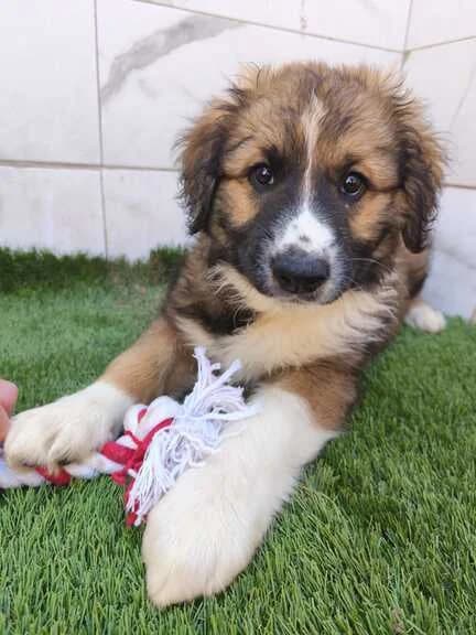 Brisa, male puppy Mixed Breed for adoption at Huellas Callejeras