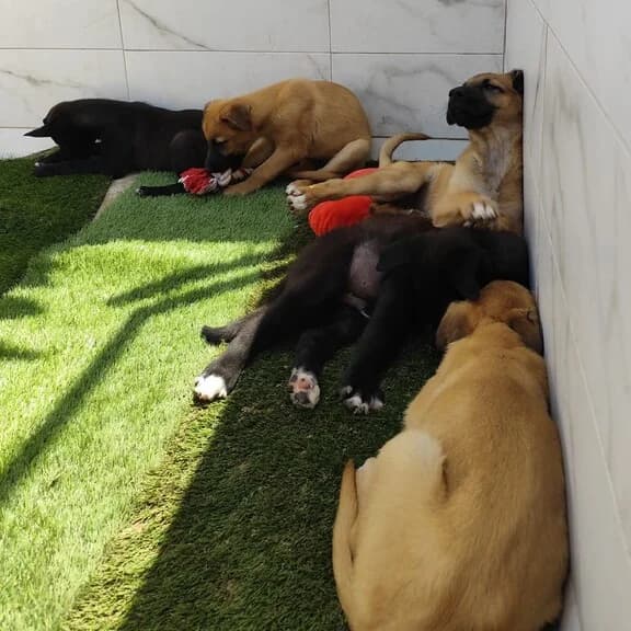 P0003/4/5/6/7-Cachorros Omer, male puppy Mixed Breed for adoption at Huellas Callejeras