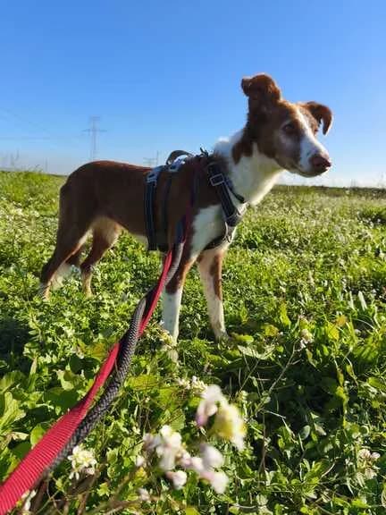 CARRY, female senior Mixed Breed for adoption at Huellas Callejeras