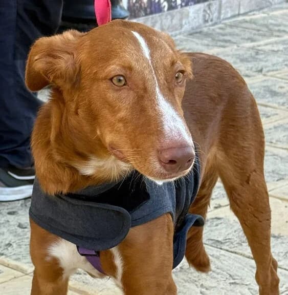 CIPRI, male puppy Mixed Breed for adoption at Huellas Callejeras