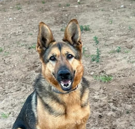 DARA, female young Mixed Breed for adoption at Huellas Callejeras