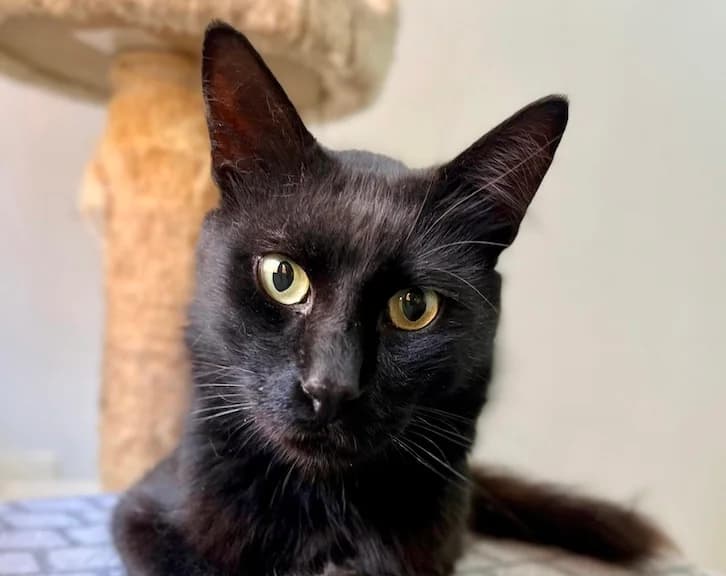 EL PESCADILLA, male Mixed Breed for adoption at Huellas Callejeras
