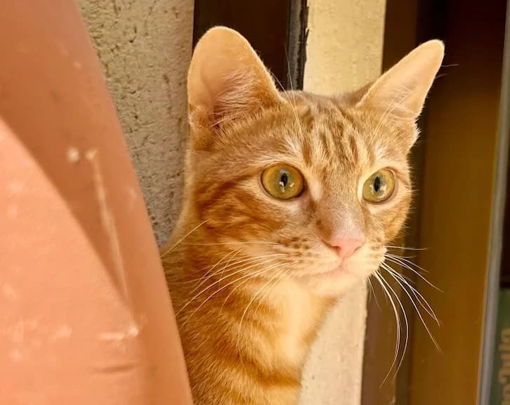 FEDERICO, male Mixed Breed for adoption at Huellas Callejeras