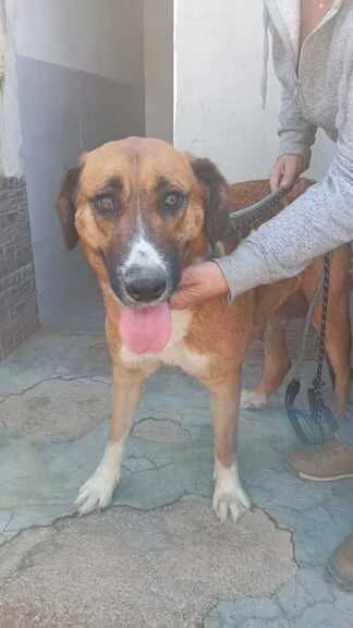 P/00-2129-Gaia, female puppy Mixed Breed for adoption at Huellas Callejeras