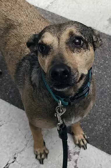 Gea, female Mixed Breed for adoption at Huellas Callejeras
