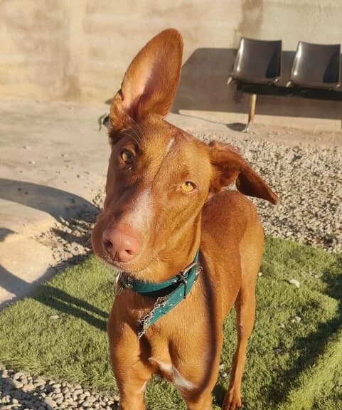 Ian, male puppy Mixed Breed for adoption at Huellas Callejeras