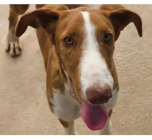 KELLY, female puppy Mixed Breed for adoption at Huellas Callejeras