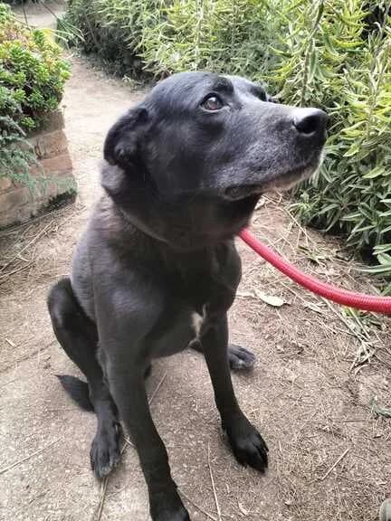 Koro, male Mixed Breed for adoption at Huellas Callejeras