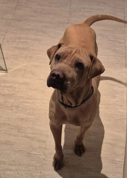 Kron, male Mixed Breed for adoption at Huellas Callejeras