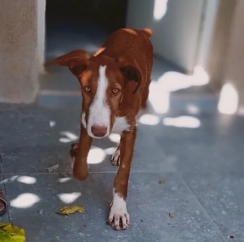 RON, male young Mixed Breed for adoption at Huellas Callejeras