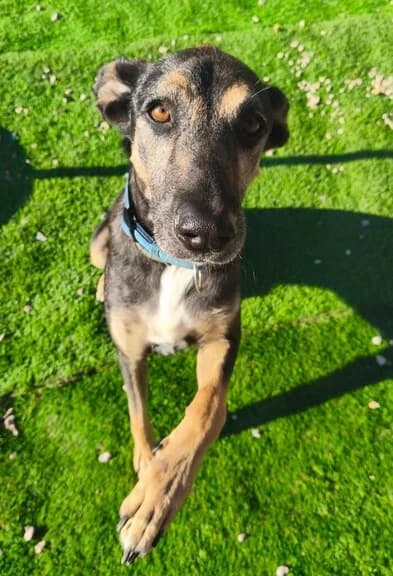 REX, male Mixed Breed for adoption at Huellas Callejeras